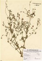 藏品(Psoralea tenuiflora Pursh)的圖片